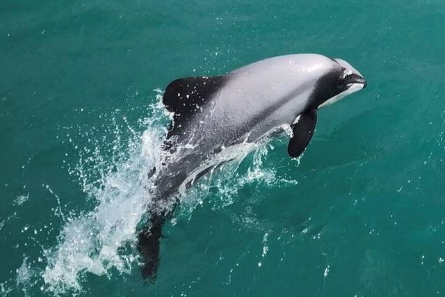 Akaroa