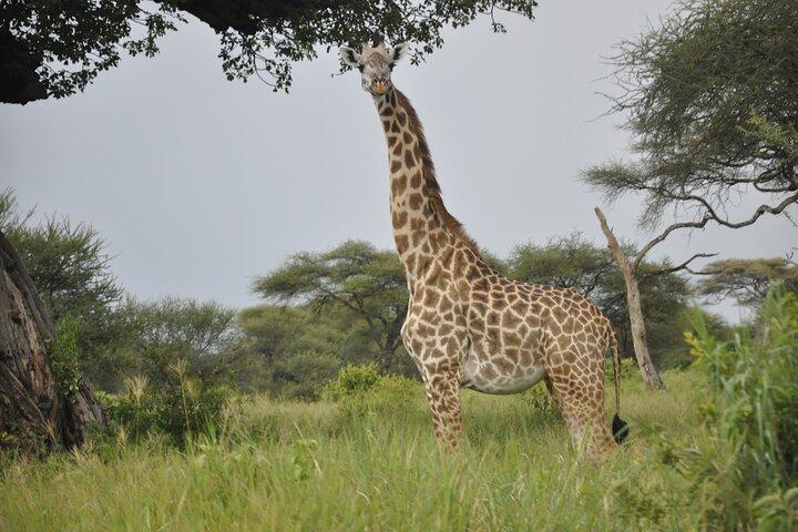 4 Day Tanzania Discovery Safari Tarangire and Serengeti Adventure