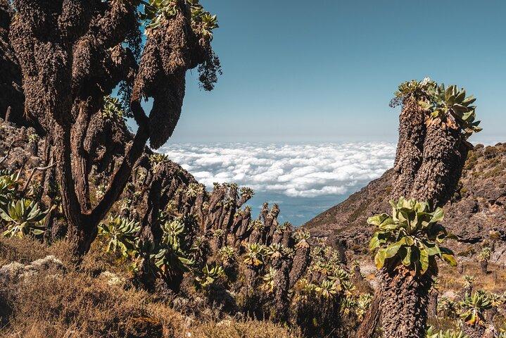 Kilimanjaro-klim, Umbwe-route (6 dagen)