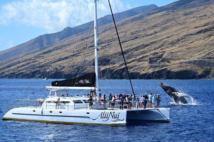 Luxo relógio de baleia catamarã