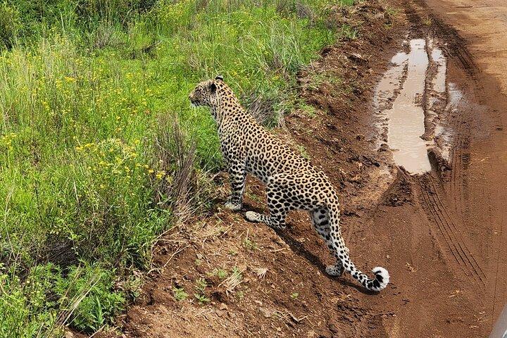 Pilanesberg Big 5 Private Open Back Vehicle Safari Game Drive