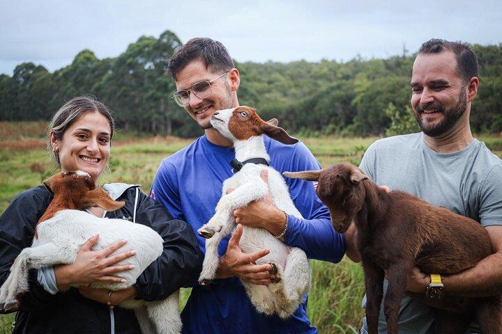 Baby Goat Coccole a Ohana Ranch (Big Island)