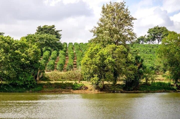 Explore the Coffee Journey from Farm to Cup