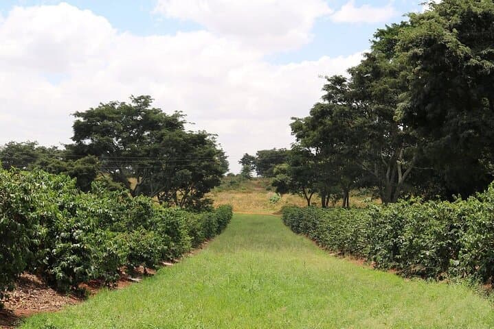 Explore the Coffee Journey from Farm to Cup