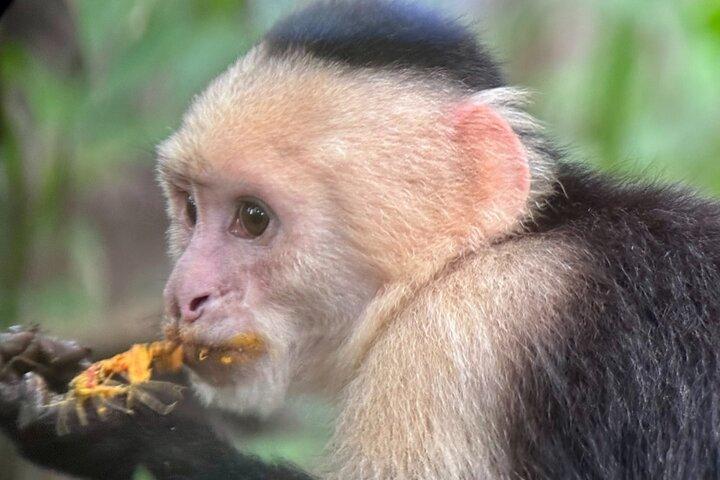 Manuel Antonio Nationalpark Naturvandring med en certificeret guide