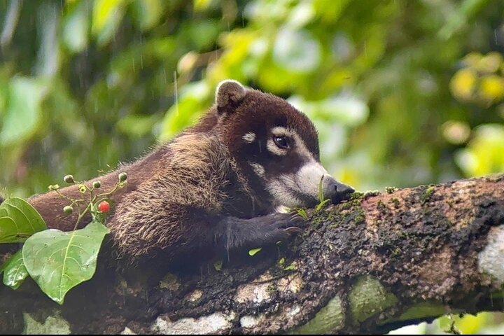Manuel Antonio Nationalpark Naturvandring med en certificeret guide