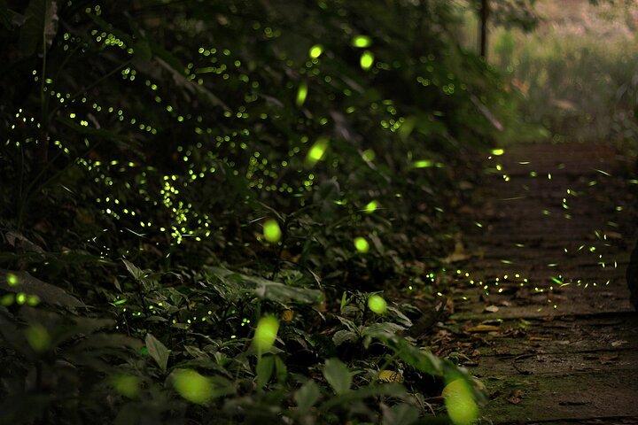 Soirées enchanteresses : Visite des lucioles et des larmes bleues avec dîner