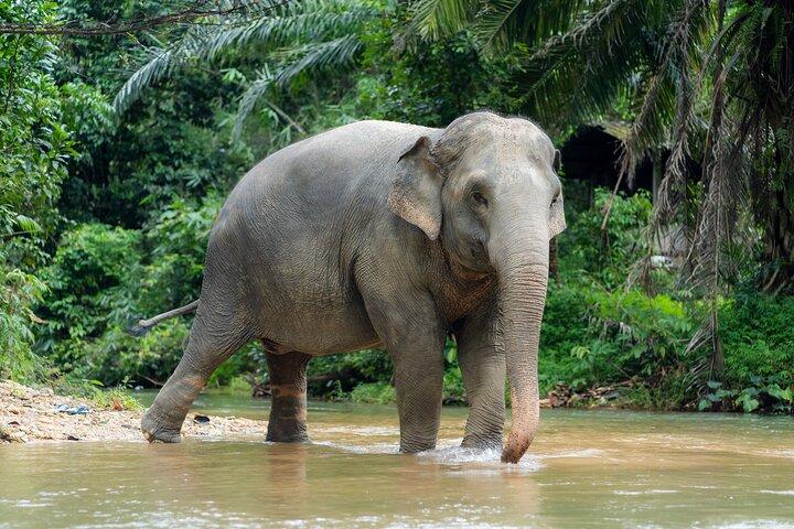 Khao Lak Elephant Sanctuary besök och River Tubing Tour