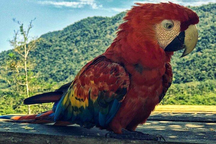 Cusco : Biodiversität des Manu Nationalparks 3 Tage 2 Nächte