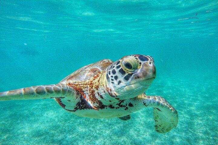 Tour privato : Turtle Swim & Cenote
