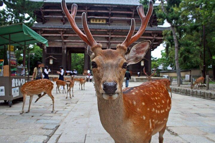 Kiyomizu dera Fushimi Inari und Nara Park Tagestour