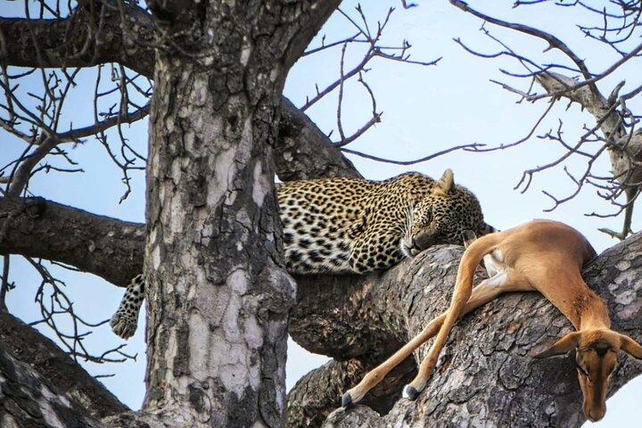 Chobe's Unique Quadripoint Predator Safari : ライオンヒョウ&もっと