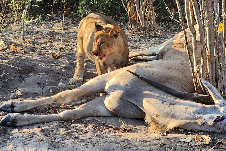 Chobe's Unique Quadripoint Predator Safari : ライオンヒョウ&もっと