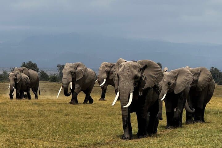 3 Days PRIVATE Maasai Mara Family/ Couple/ Honeymoon Adventure