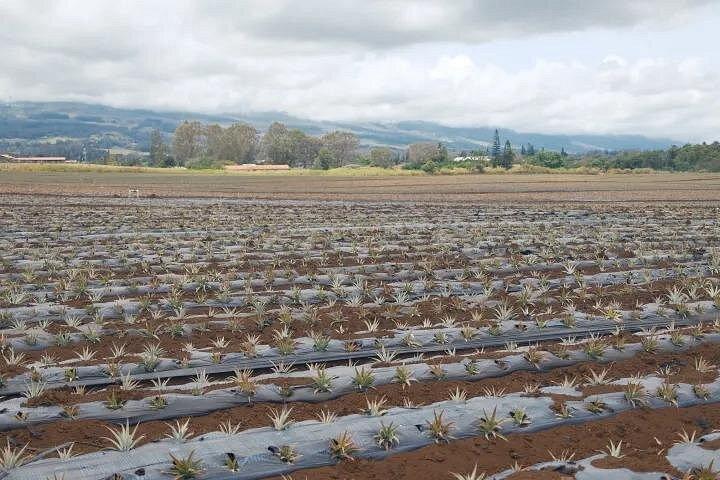 Maui Pineapple Planting Experience