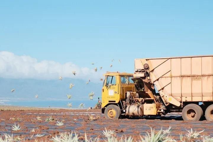 Maui Pineapple Planting Experience