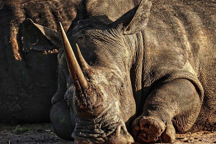 Randonnée guidée en rhinocéros et safari dans les buissons près de Victoria Falls-Unique