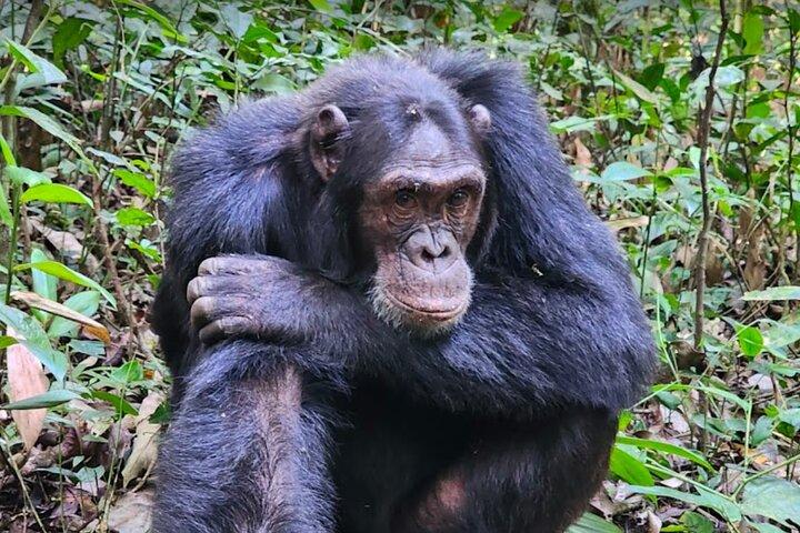 3 - giorni Gorilla trekking e visita della comunità Batwa