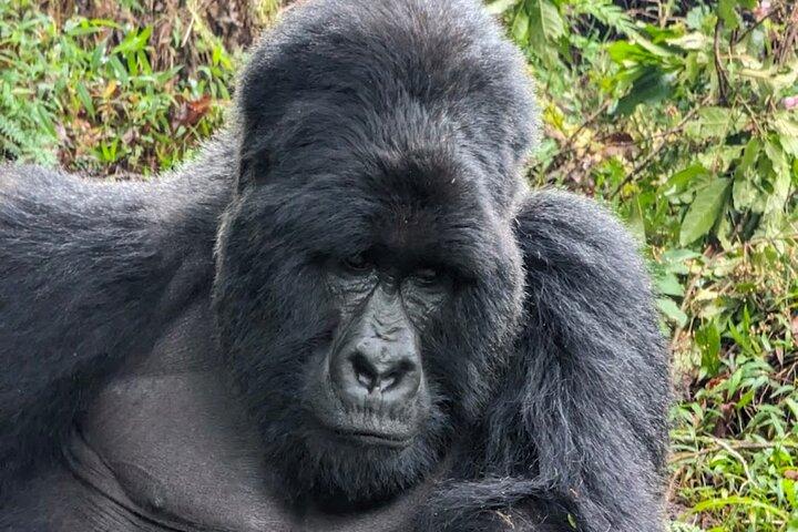 3 - giorni Gorilla trekking e visita della comunità Batwa