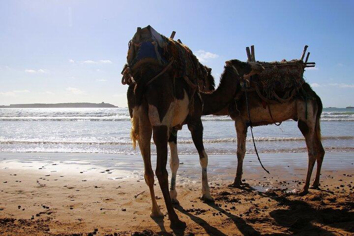 Heldagstur till Essaouira från Marrakech - Essaouira Utflykt
