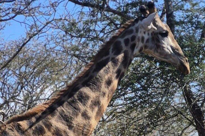 サファリ:マプトからクルーガー国立公園(オープンビークル)