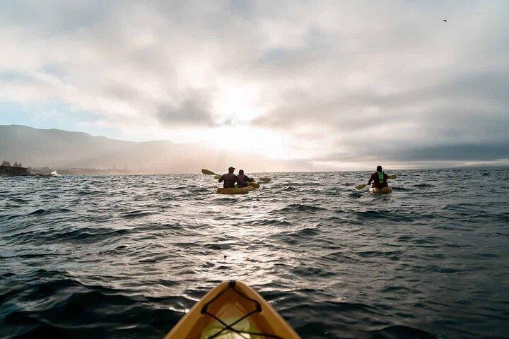 Hvalbevidsthedsdagstur Hermanus fra Cape Town