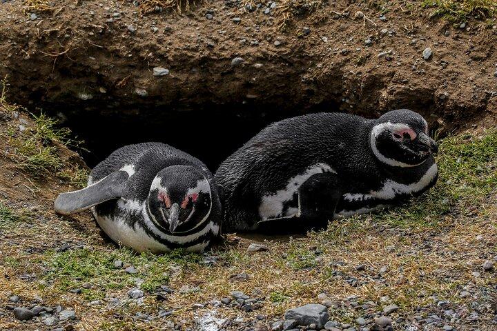 Private Charter auf Magdalena Island – Exklusive Pinguin Safari