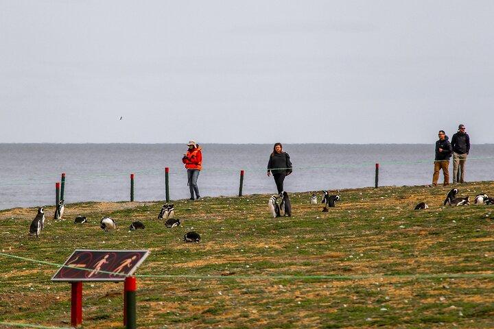 Private Charter auf Magdalena Island – Exklusive Pinguin Safari