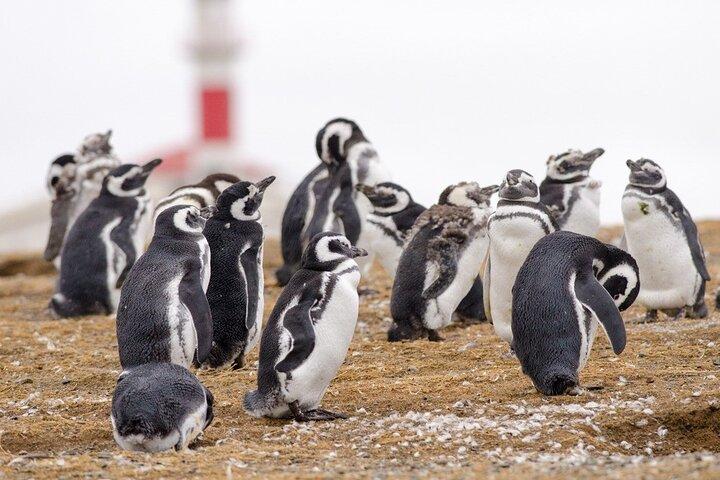 Private Charter auf Magdalena Island – Exklusive Pinguin Safari