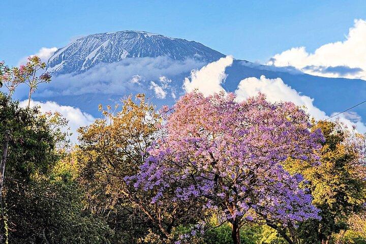 Moshi City Tour: Explore the Foothill of Kilimanjaro on Foot