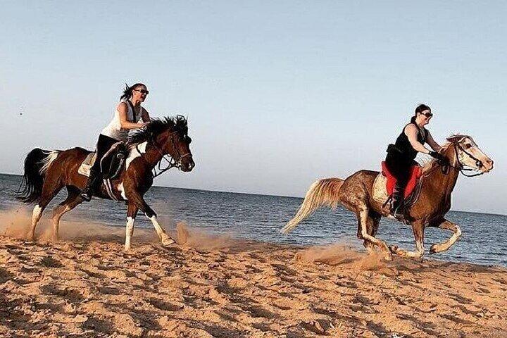 2 Horas de passeio a cavalo na praia de Nabq Bay e transfers–Sharm El Sheikh