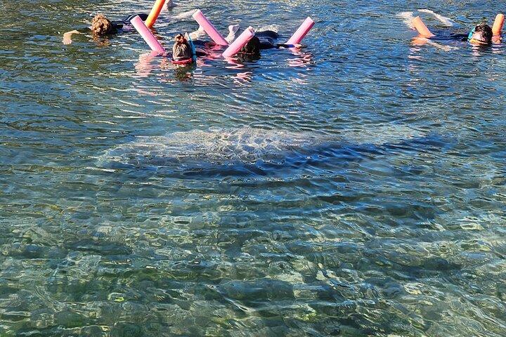 Crystal River Manatee Tour de natação e snorkel em grupo pequeno Guia local