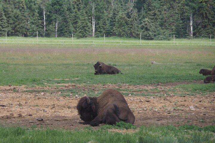 Giornata artica: tour di mezza giornata della fauna selvatica dello Yukon
