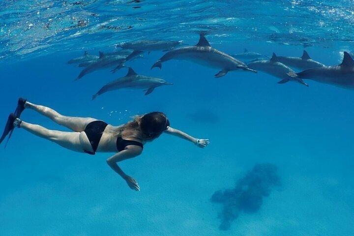 Dolphin House Snorkeling e relaxamento com almoço – Hurghada