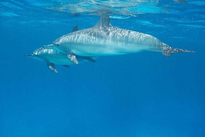 Privé speedboot naar Dolphin House met parasailing – Hurghada