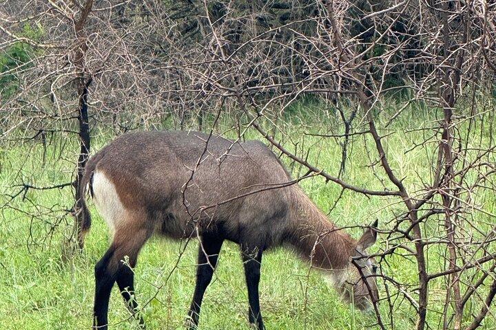 Akagera National Park 1 dag Safari Experience
