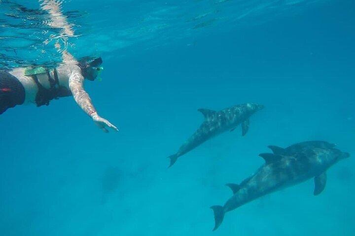 Hoteller i nærheden af Dolphin House Snorkeling Sea Trip Ultimate Adventure