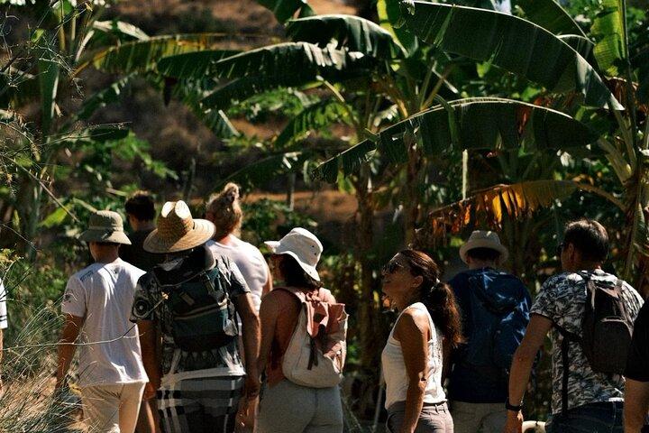 Visita guiada à única fazenda de café da Europa
