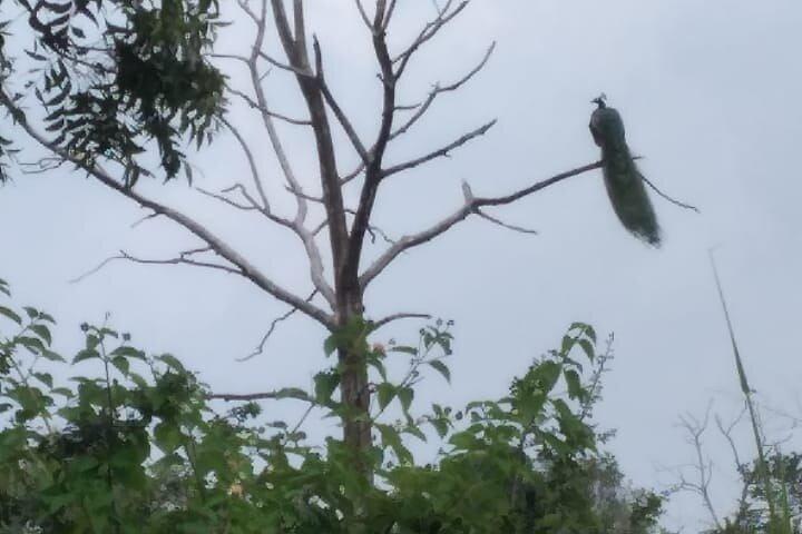 ミネリヤ国立公園半日プライベートジープサファリ