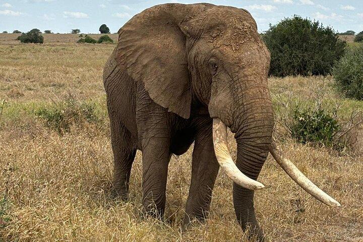 Elky 3 giorni Tsavo East e Ziwani Game Sanctuary