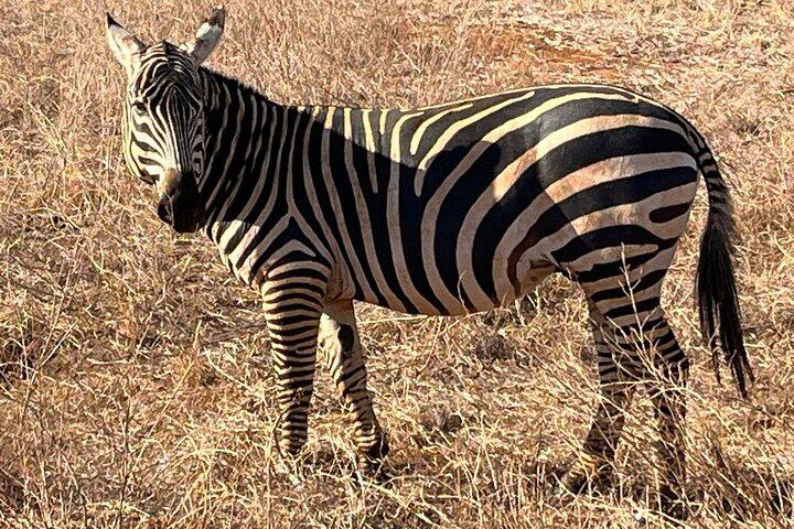 Elky 3 giorni Tsavo East e Ziwani Game Sanctuary