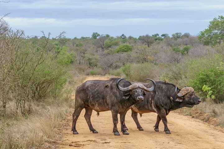 Nairobi National Park, Giraffe Center & Sheldrick Half Day Tour