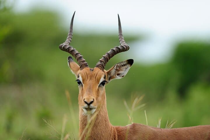 Nairobi National Park, Giraffe Center & Sheldrick Half Day Tour
