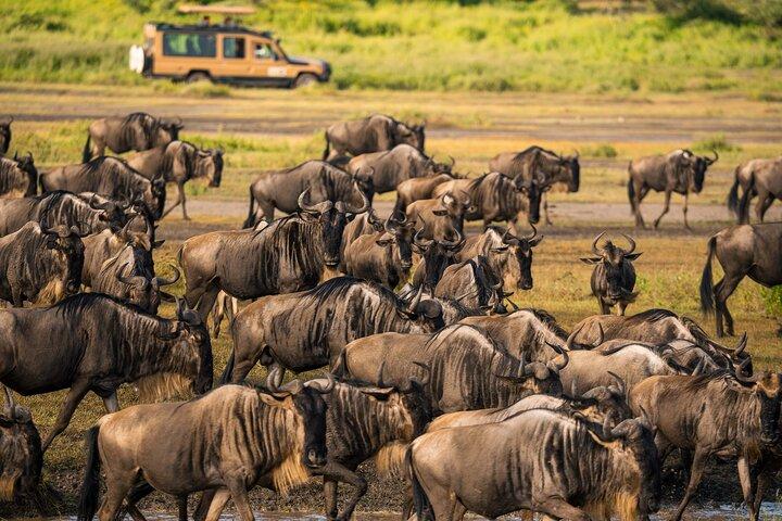 6 - Día Ngorongoro, Serengeti y Tarangire NP Budget Tour