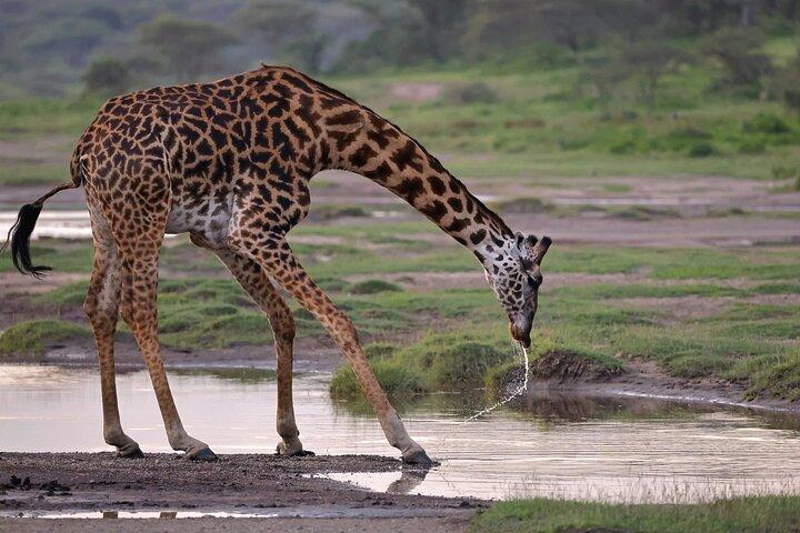 6 - Día Ngorongoro, Serengeti y Tarangire NP Budget Tour