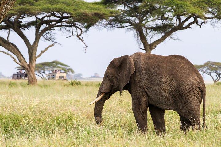 6 - Día Ngorongoro, Serengeti y Tarangire NP Budget Tour