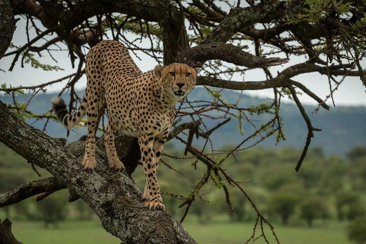 6 - Día Ngorongoro, Serengeti y Tarangire NP Budget Tour
