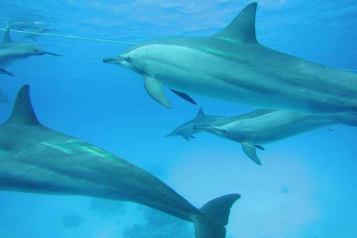 Aventura familiar de observación de delfines – Sharm El Sheikh