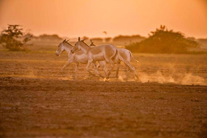 Maravilhas Arqueológicas e Naturais - Excursão de Extensão saindo de Ahmedabad