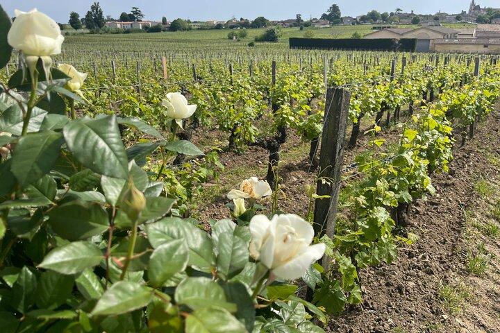 Fra Bordeaux, halvdagstur til Saint-Émilion: Village + Château
